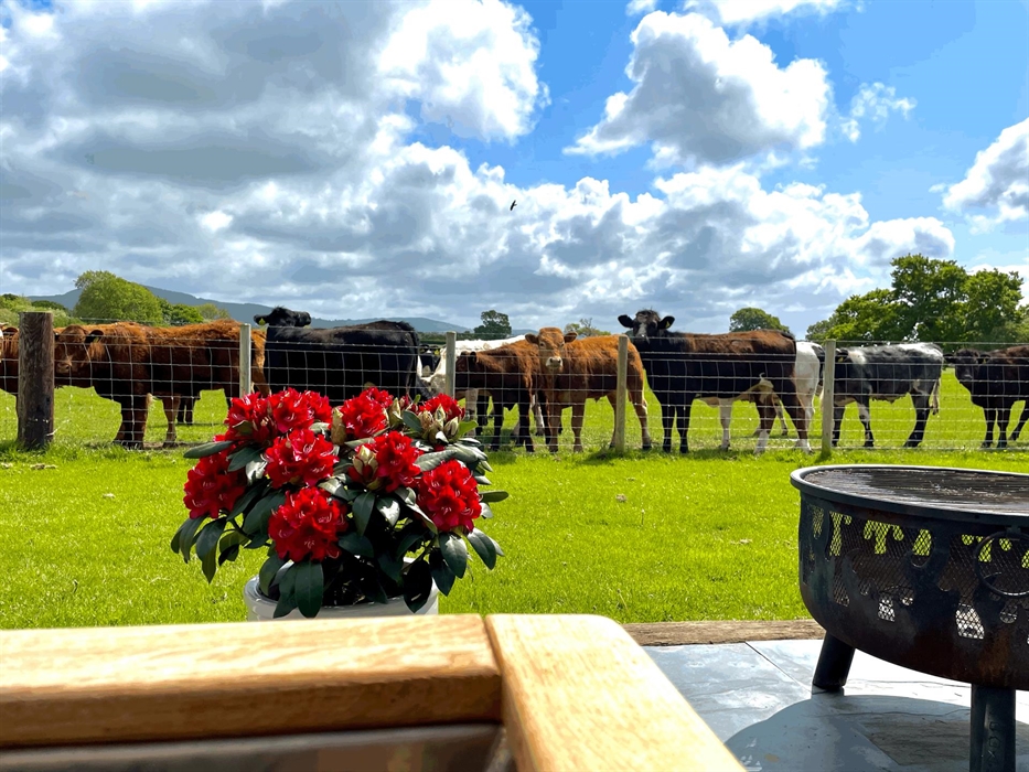 cows in the field outside the pods