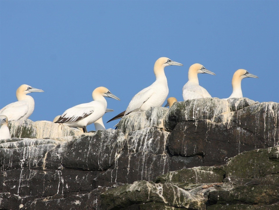Gannets at Grassholm