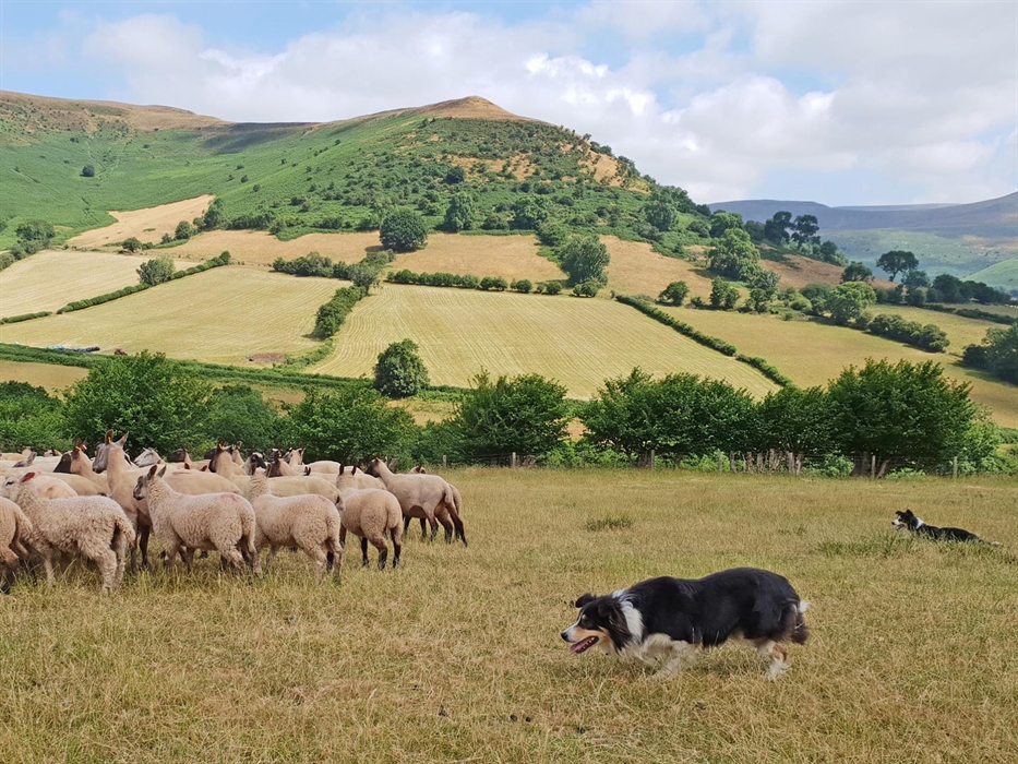 Spend time with a talented sheep dog handler. Learn how to command dogs and move sheep around the field.