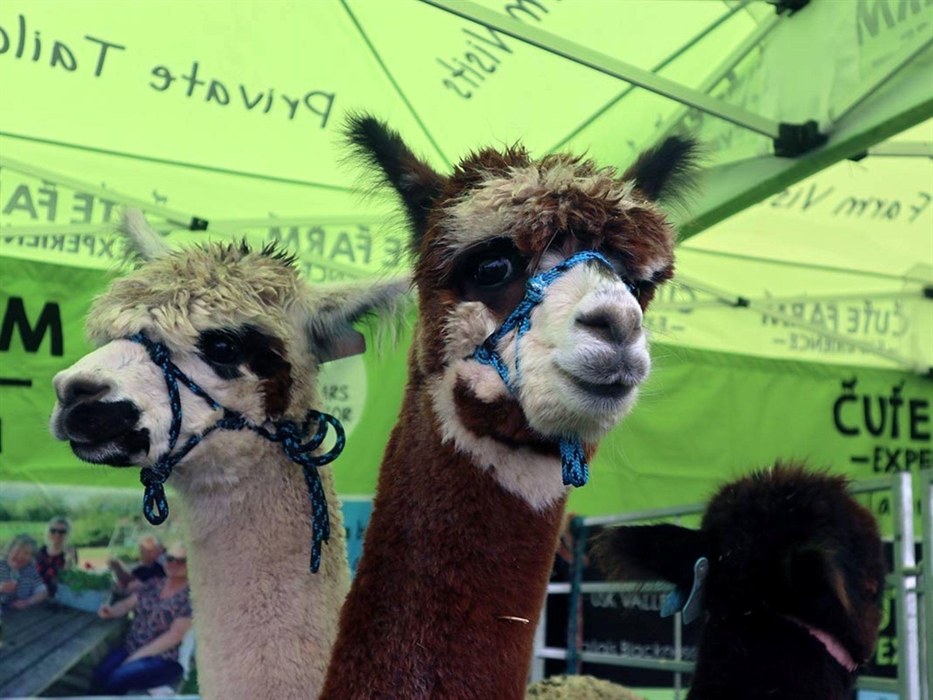 Friendly Alpacas at Usk Show