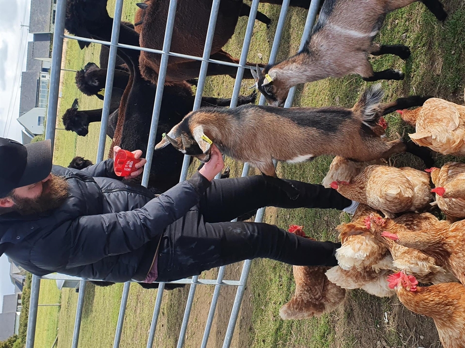 Alpaca Walking at Sweet Home Alpaca