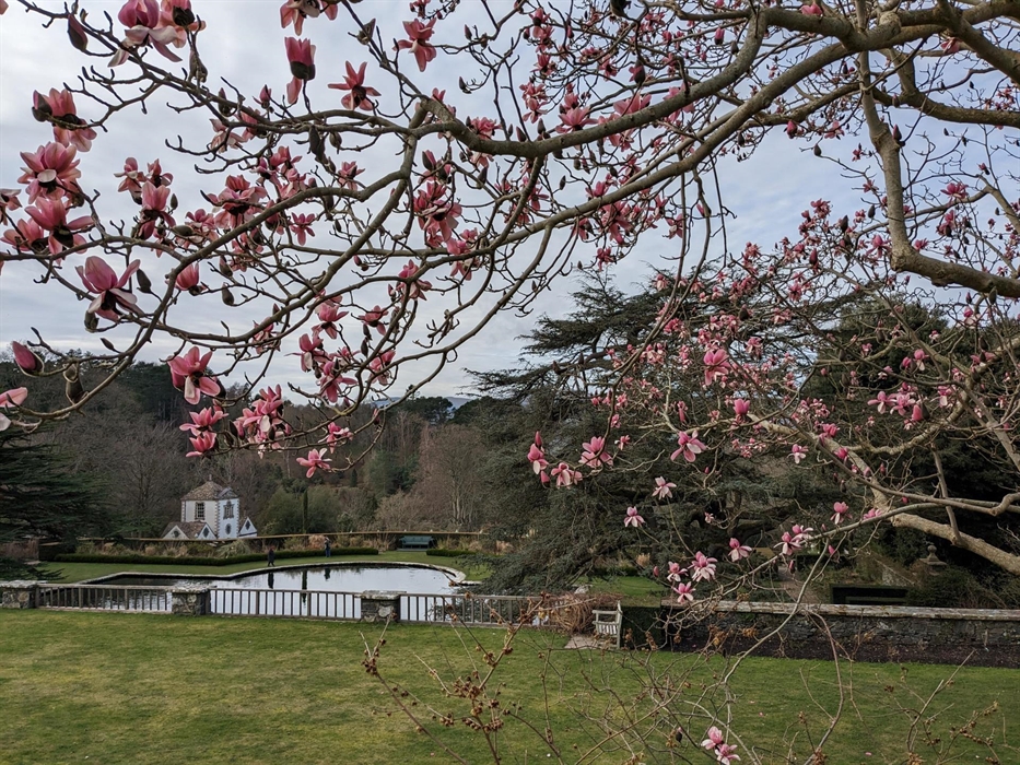 The first deep pink flowers of the magnolia from the upper Rose Terrace at Bodnant Garden, Conwy, with a view across to the Lily Terrace pond and Pin
