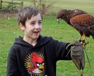 Falconry Experiences