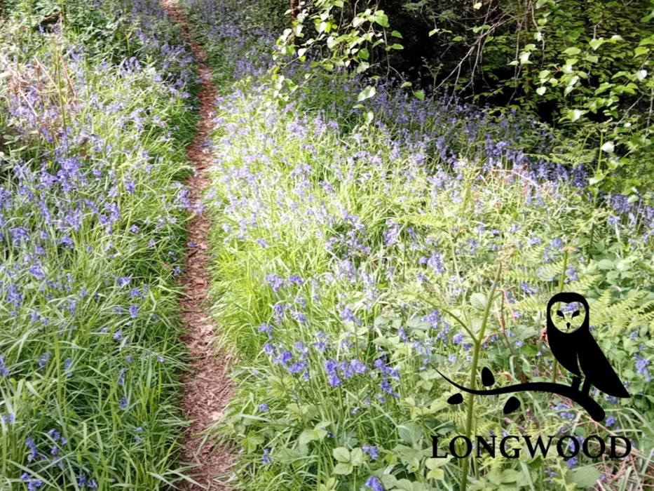 A path through bluebells in Longwood