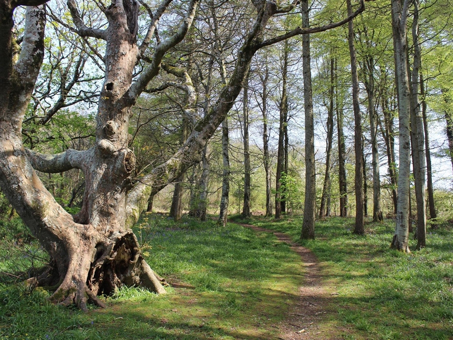 Veteran tree in Gogerddan Wood