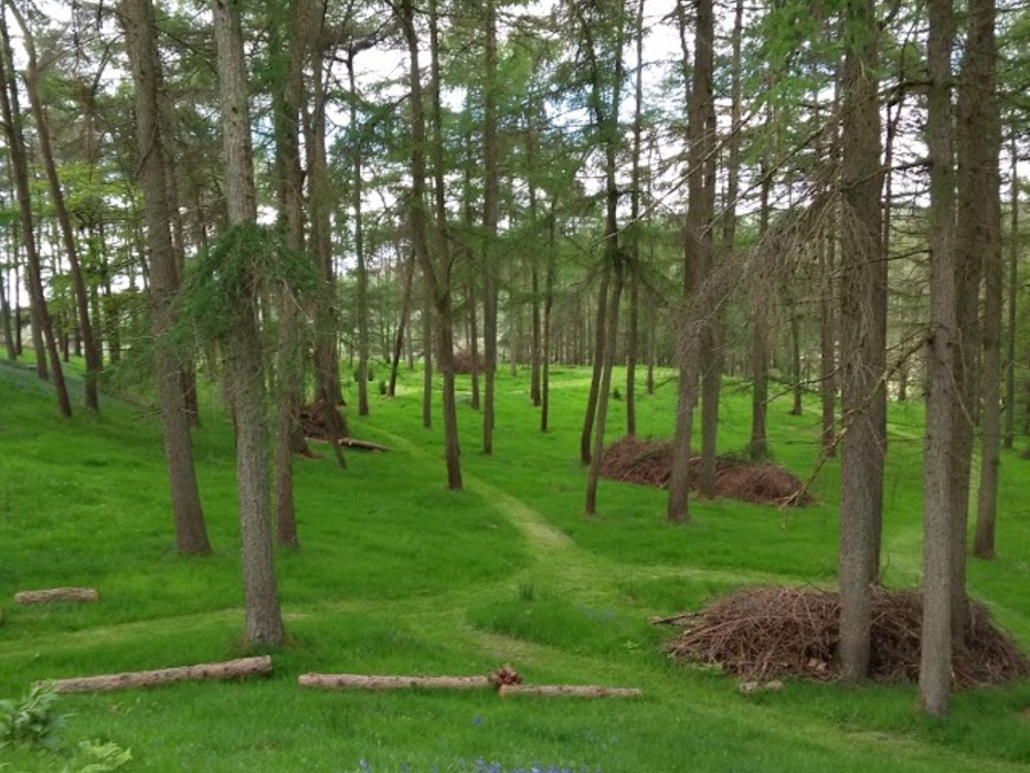 Private Woodland, Enclosed Woodland, Enclosed Garden, Nature at its' Best, Dog Friendly Woods, Ancient Woodland, Cabin in the Woods, Birds Nesting, Wi