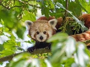 Red Panda