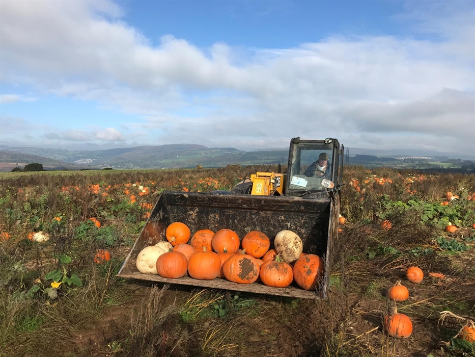 Pumpkin Picking at Clearwell Farm