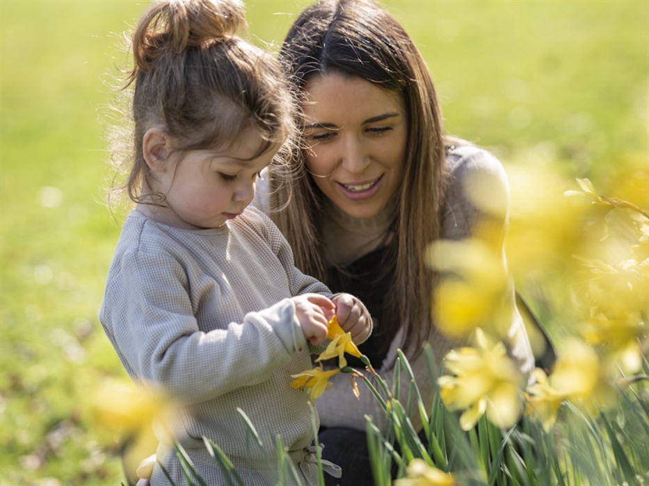 A family enjoying daffodils in a garden. Credit: National Trust Images/Paul Harris