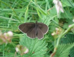 Burfa Bog-Ringlet Butterfly
