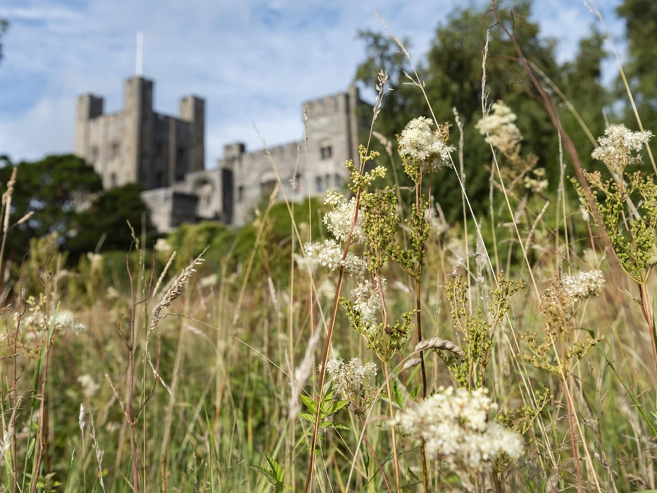 Some of the meadows wildflowers with Penrhyn Castle in the background