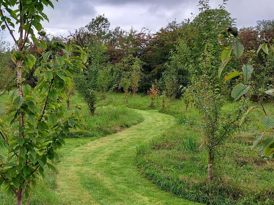 relaxing walk through our bee-friendly woodland, learning about what the bees forage on