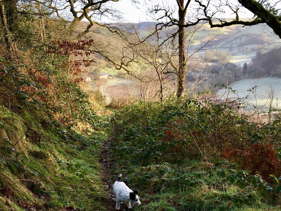 Great walks for you and your dogs