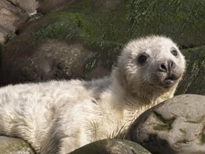 Fluffy Seal Pup