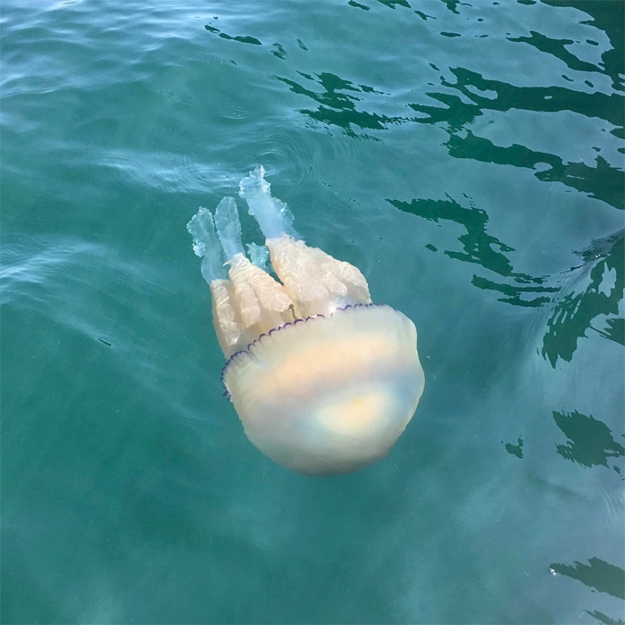 Barrel Jellyfish