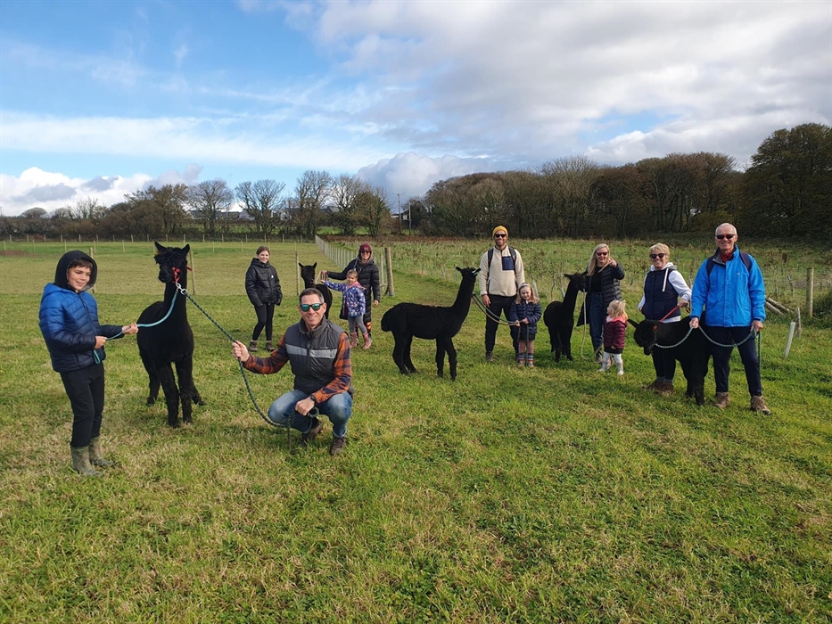 Alpaca Walking at Sweet Home Alpaca