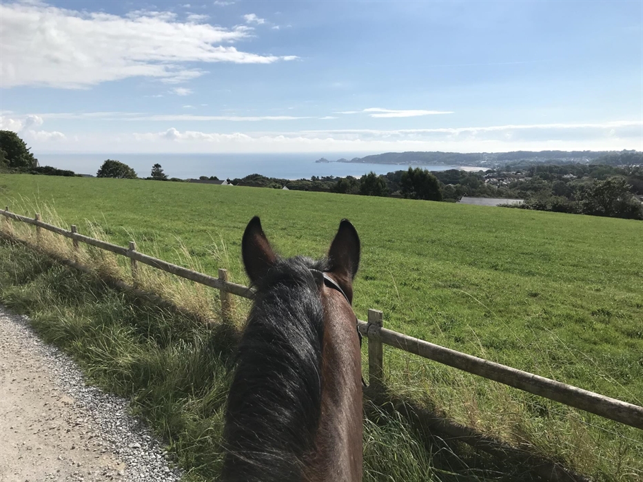 View over Swansea Bay through the ears of one of Clyne Farm's horses