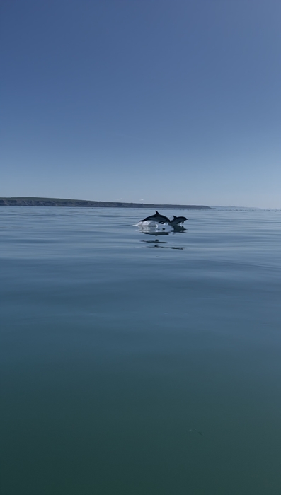 Dolphins breaching