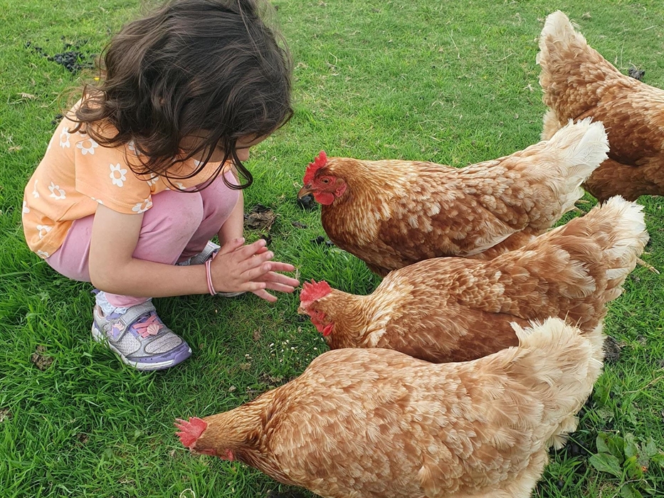 Alpaca Walking at Sweet Home Alpaca