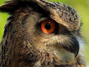 Falconry Experience Wales