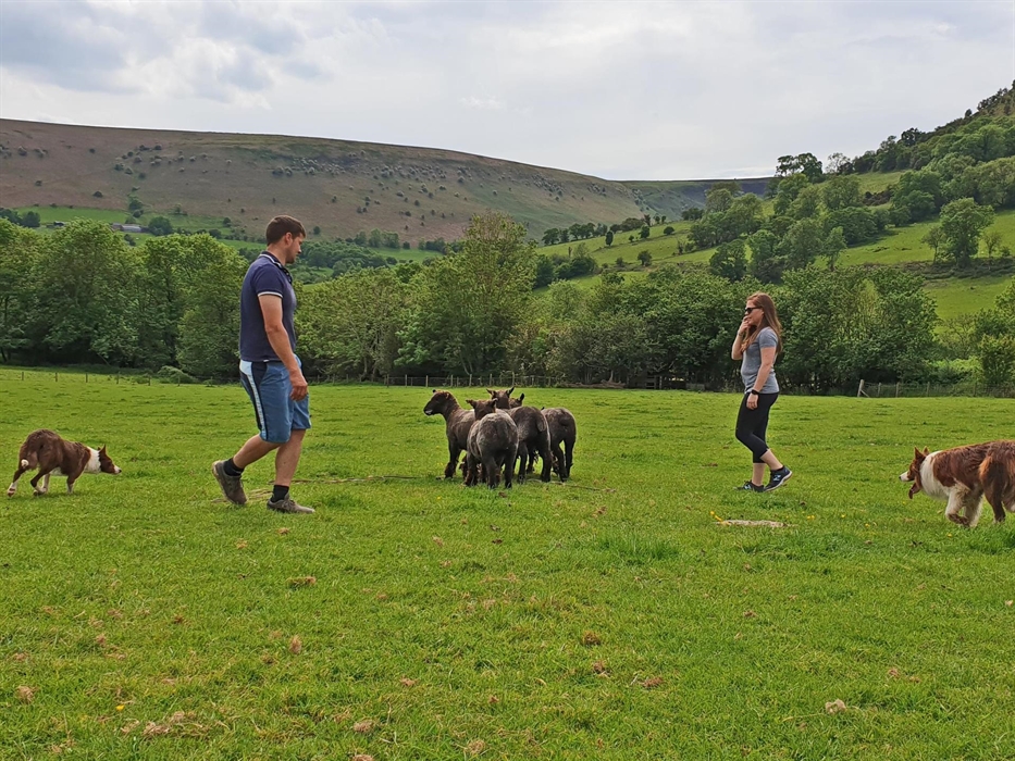 Learn about herding sheep on a welsh hill farm