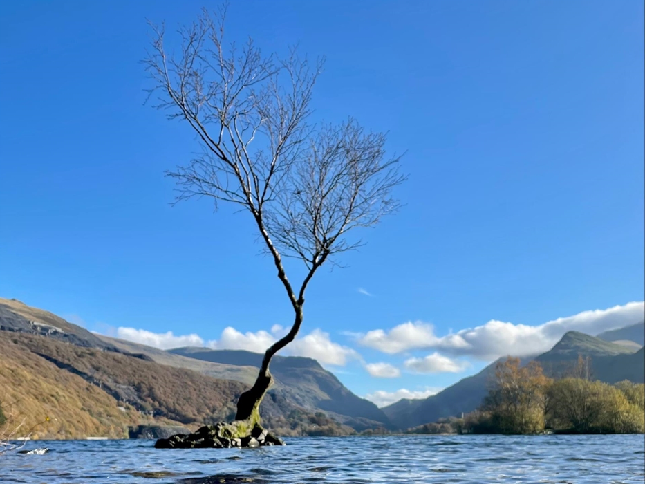 The famous lone tree growing on the shores of Llyn Padarn with mountains and water as a backdrop.