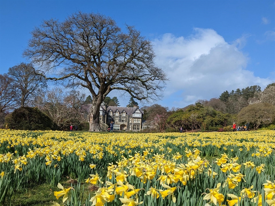 A sea of daffodils fill the Old Park in March, bright yellow flowers with green stems in the foreground and looking across the ha ha towards the house