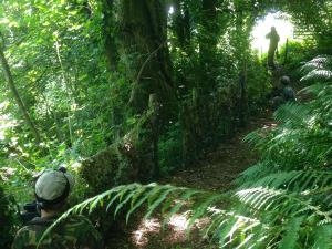 Jungle-feel woodland