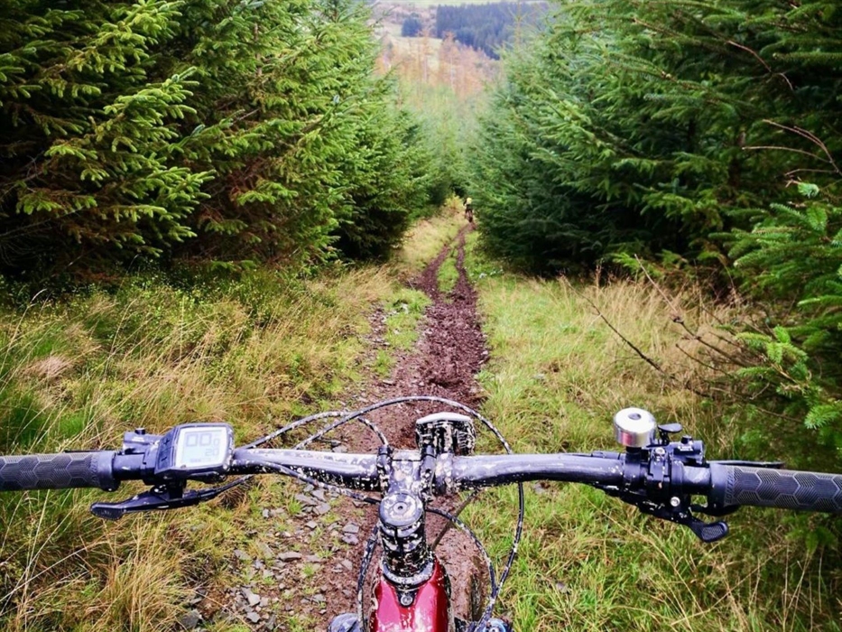 Hafren Forest has a number of trails for you to explore.