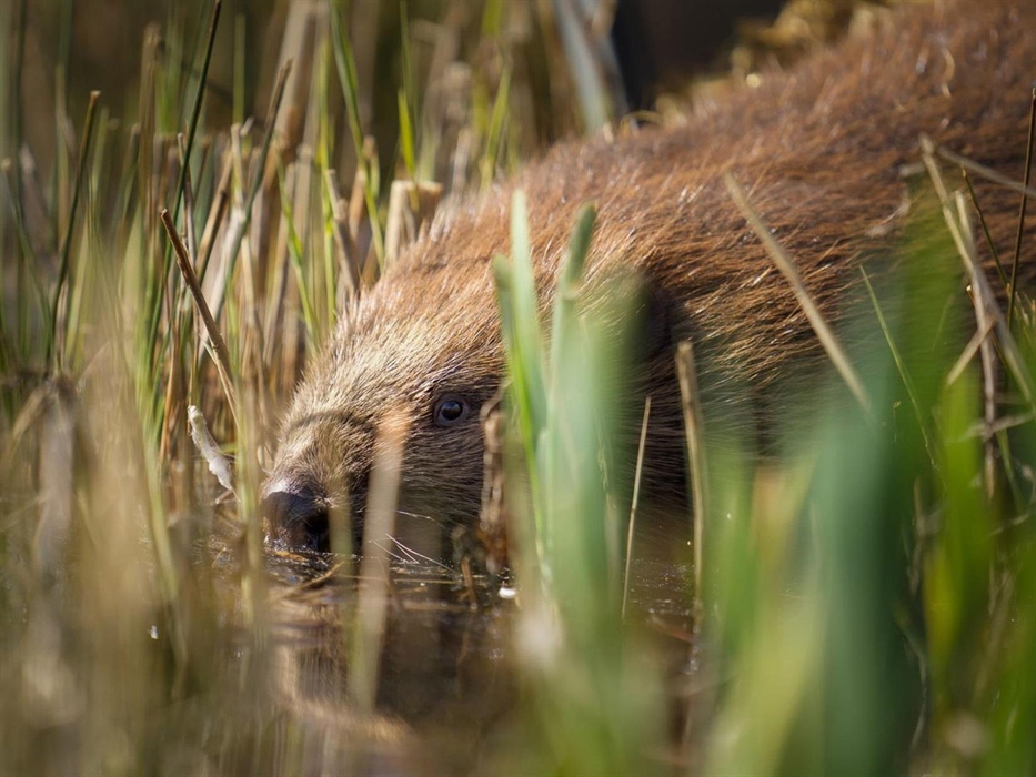 Beavers recently introduced