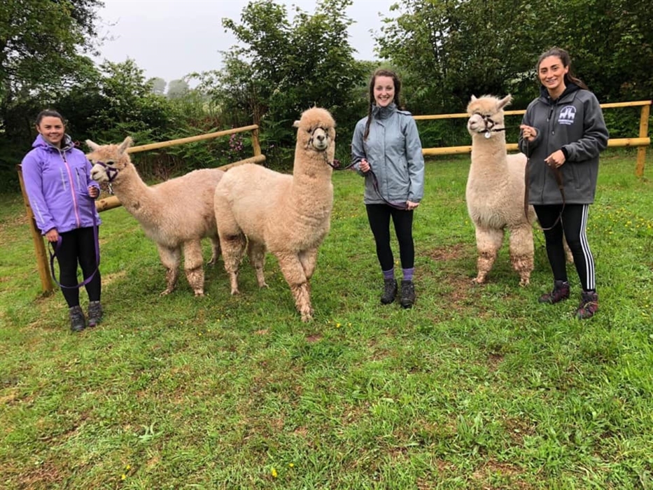 Pembrokeshire Alpaca Trekking
