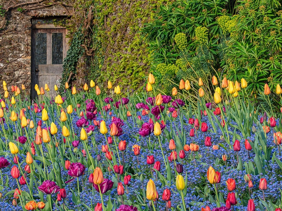 Pool Garden Tulip Display