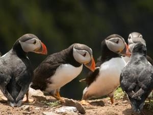 Skomer Puffins