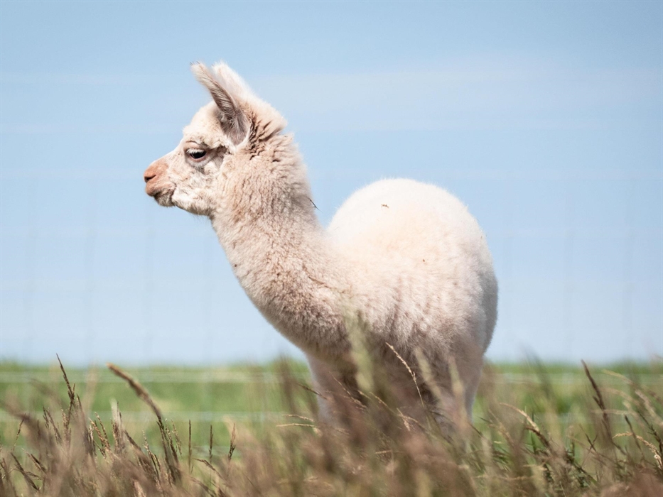 Boris our little Cria born in 2021