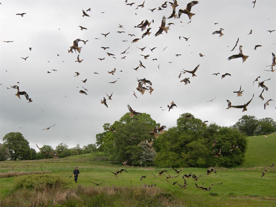 Gigrin Red Kite Feeding Centre