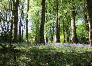 Colby Woodlands Garden