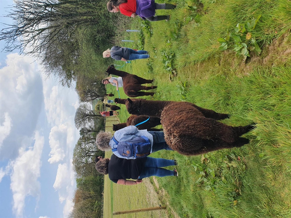 Alpaca Walking at Sweet Home Alpaca