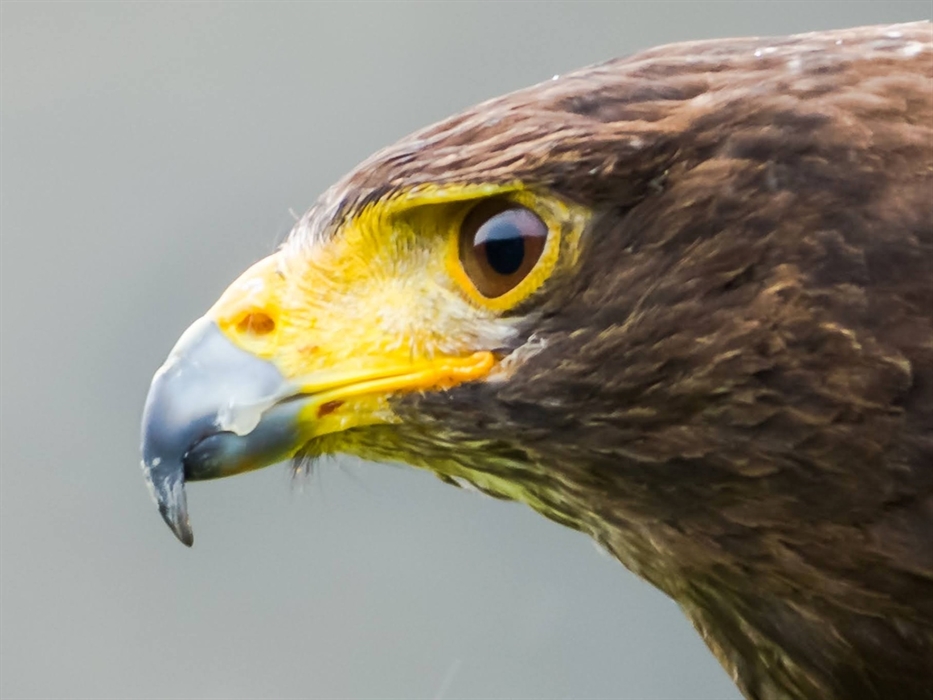 Close up of bird of prey