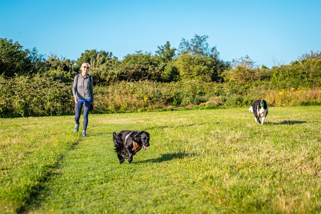 Dog walking field