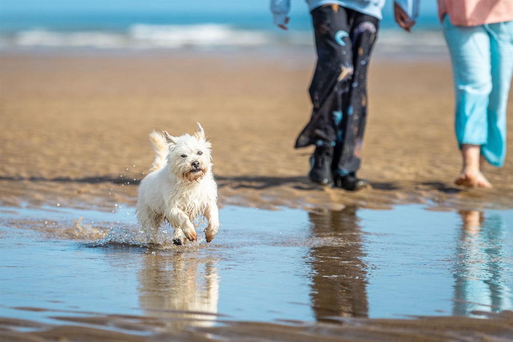 Dog on Lligwy beach