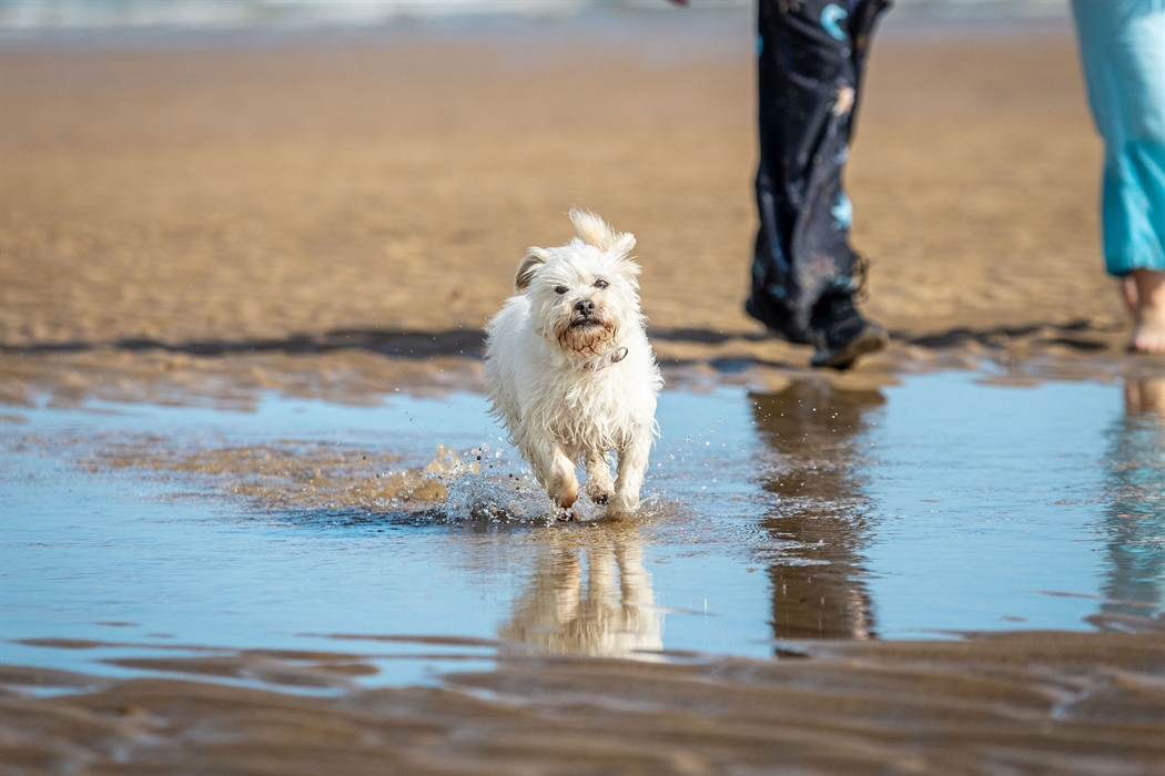 Dog on Lligwy beach