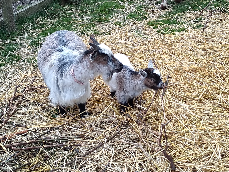 Meet our many friendly animals