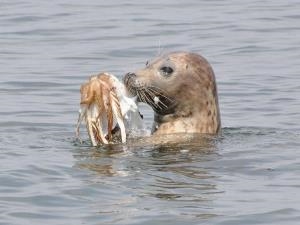 Seal eating lunch