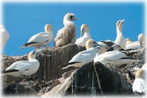 Grassholm Gannets