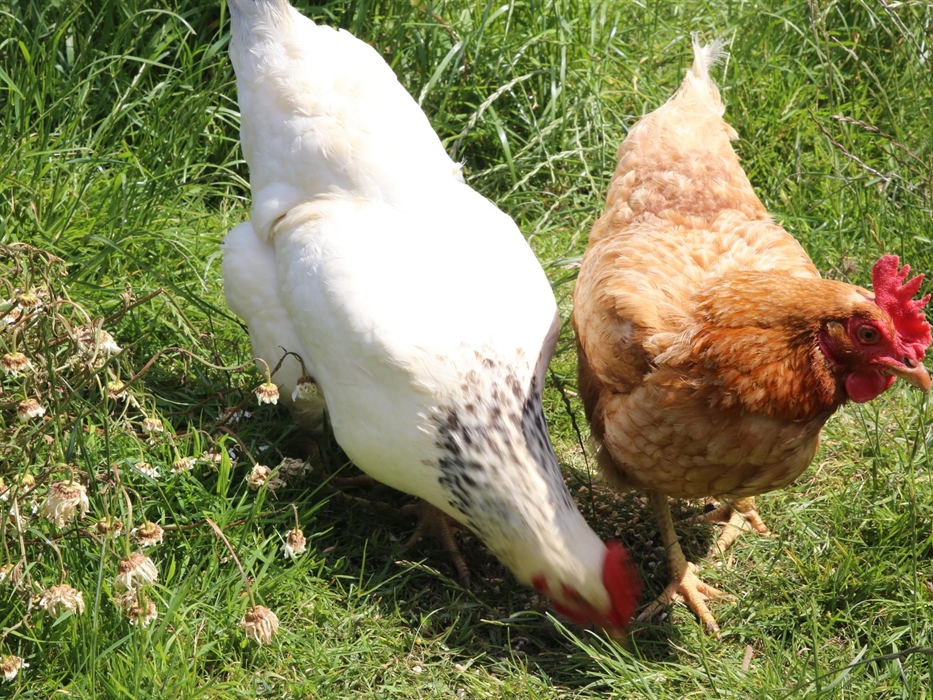 taste the delightful free range eggs left on your welcome tray, together with the home made cakes.