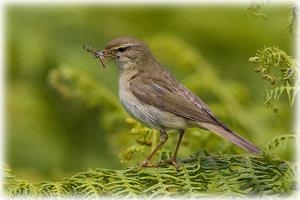Pensychnant Nature Conservation Centre