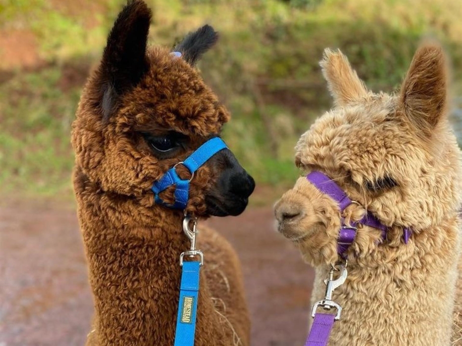 Pembrokeshire Alpaca Trekking