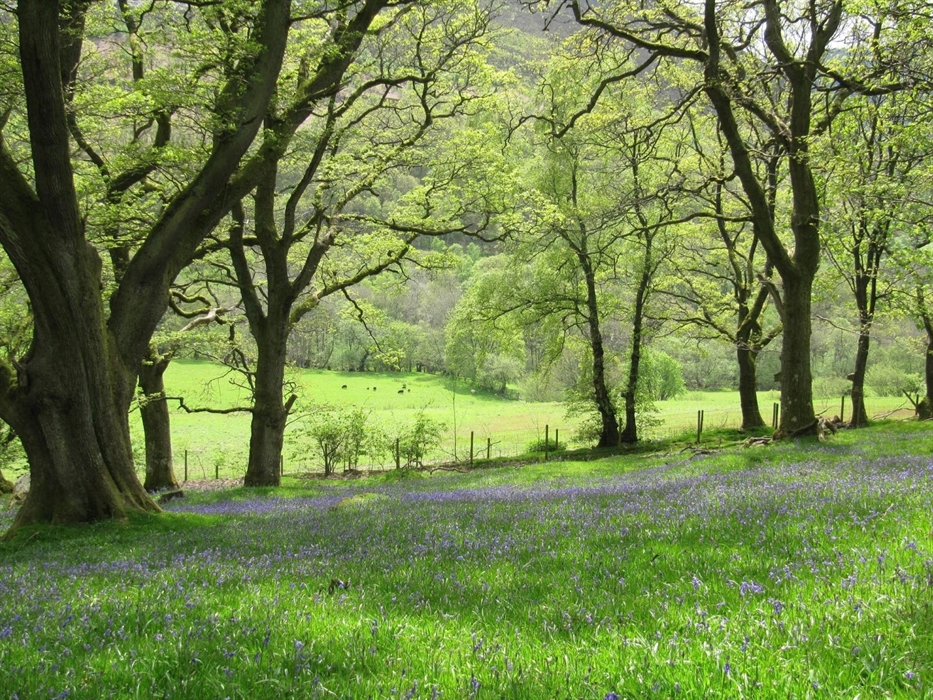 Walk from your door in beautiful countryside on the 200 acre farm at Nannerth Country Holidays. You can explore Bluebell Wood with its old oaks and ca