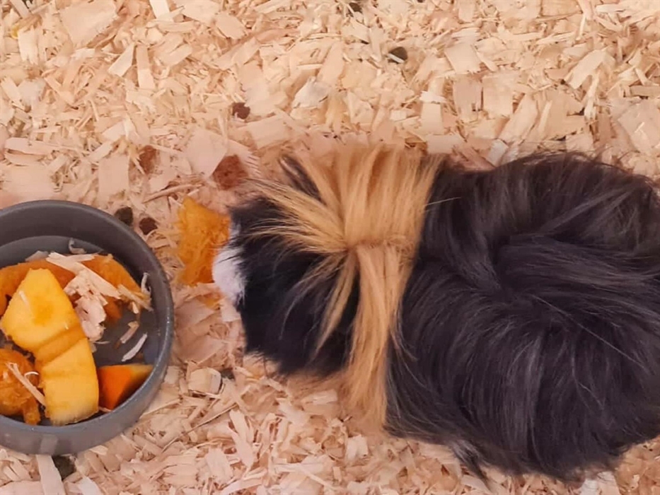 A flufffy black and brown hamster eating a bowl of orange pumpkin.