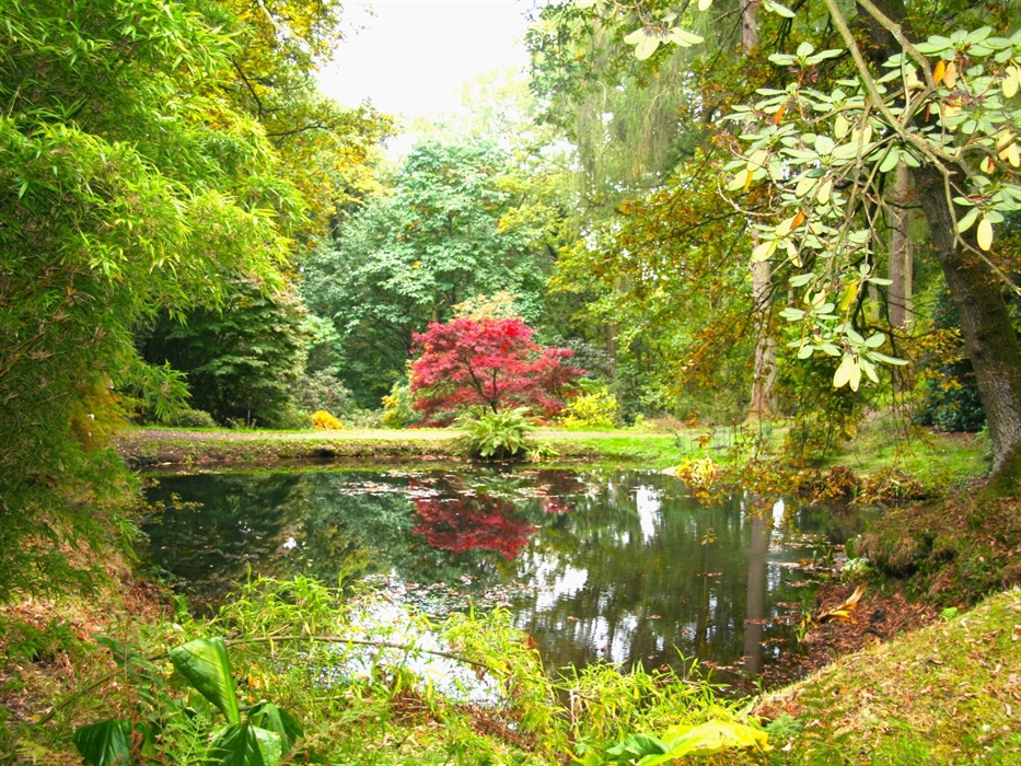 Stunning ancient Park Wood
